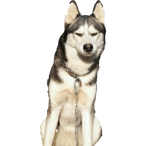 Husky siberiano 12