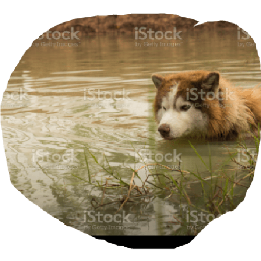 Husky siberiano 26
