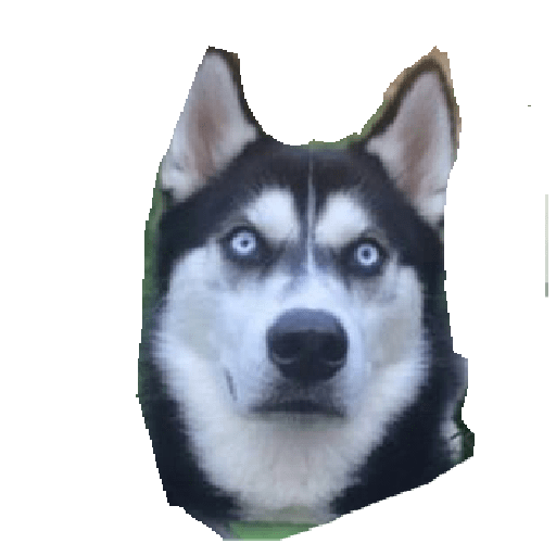 Husky siberiano 10