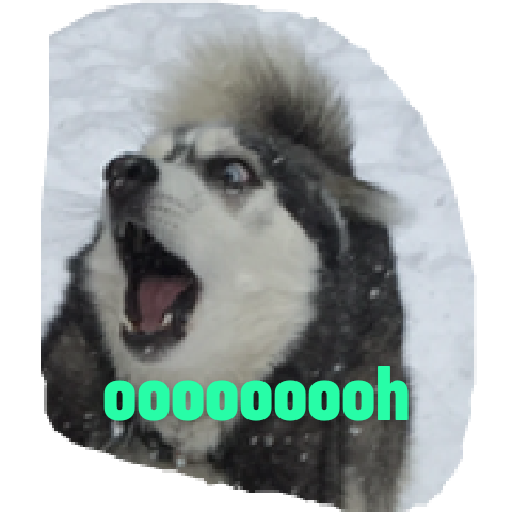 Husky siberiano 21