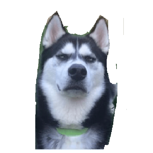 Husky siberiano 11