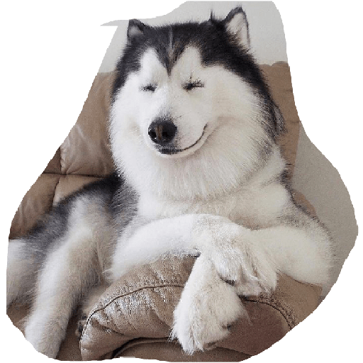 Husky siberiano 7