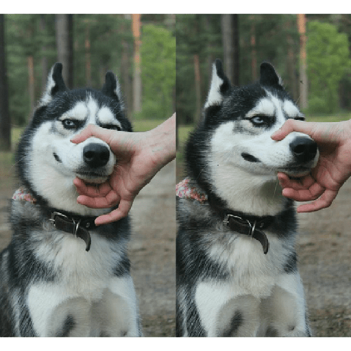 Husky siberiano 8