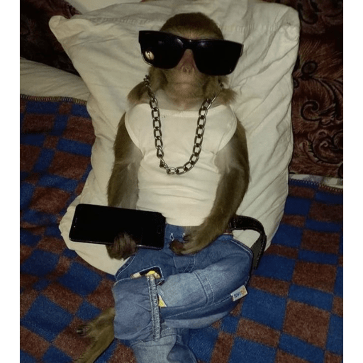 Macaco 7