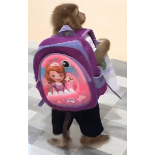 Macaco 3
