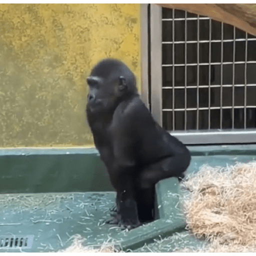 Macaco 5