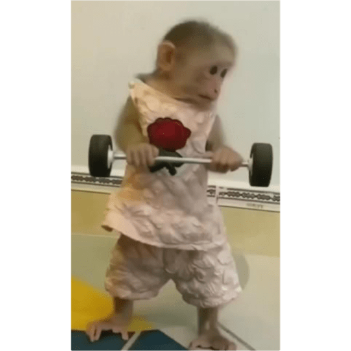 Macaco 1