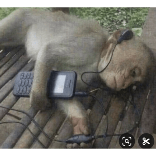 Macaco 4