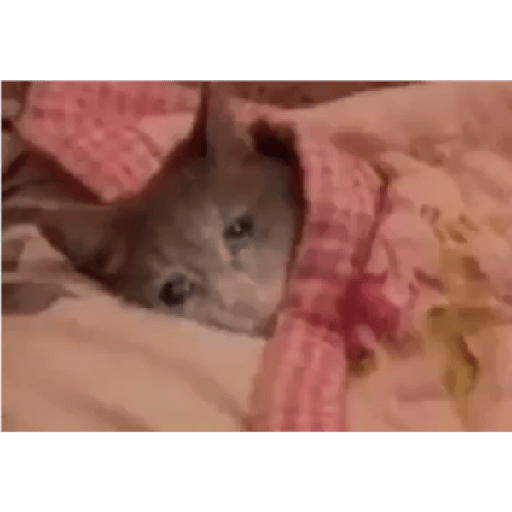 Tô triste 15