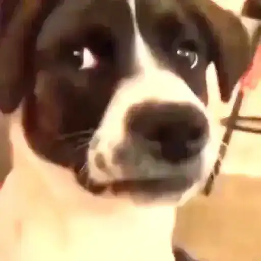 Em alta no Tiktok 🔥