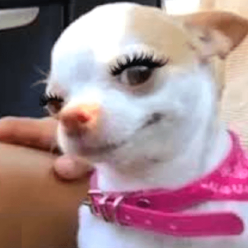 Dog makeup ✨️