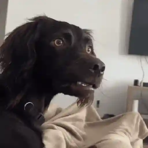 Cachorrinhos divertidos