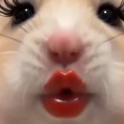 Hamster makeup ✨️ 11