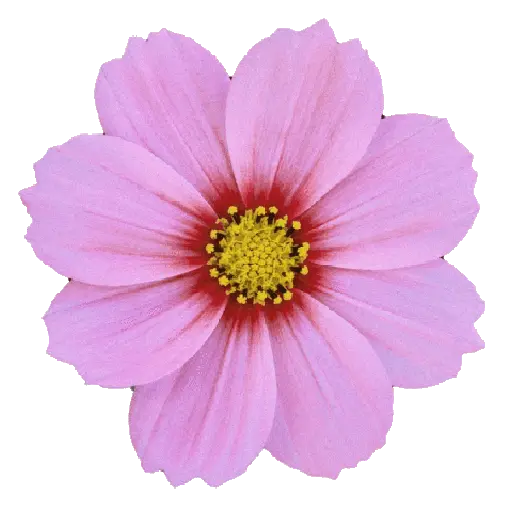 Flores da Primavera 