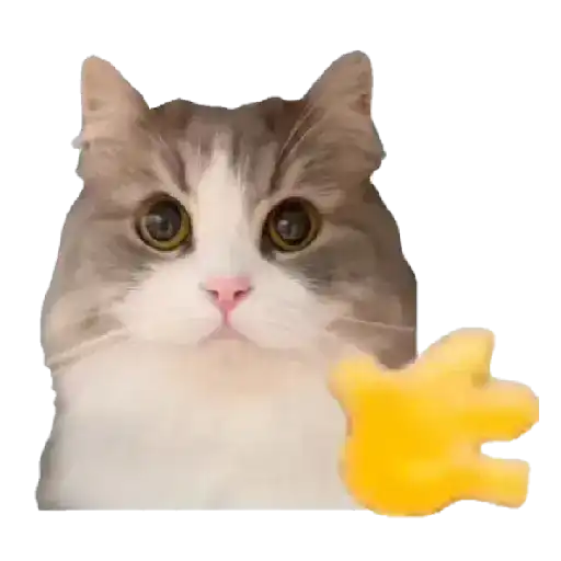 Gatinhos oi tchau 9