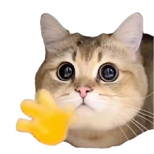 Gatinhos oi tchau 8
