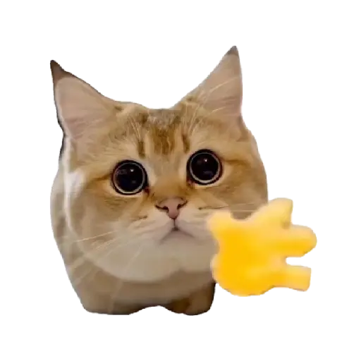 Gatinhos oi tchau 7