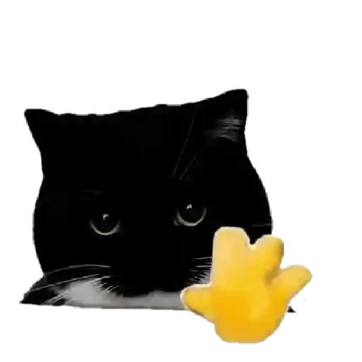 Gatinhos oi tchau 5