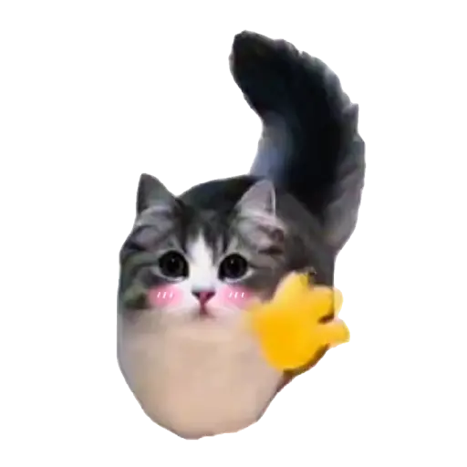 Gatinhos oi tchau 11
