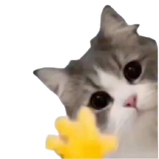 Gatinhos oi tchau 2