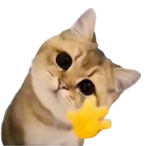 Gatinhos oi tchau 10