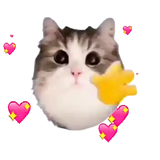 Gatinhos oi tchau 4