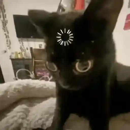 Cat loading