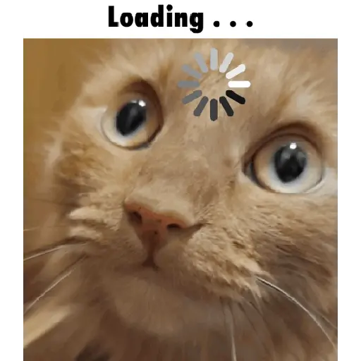 Cat loading