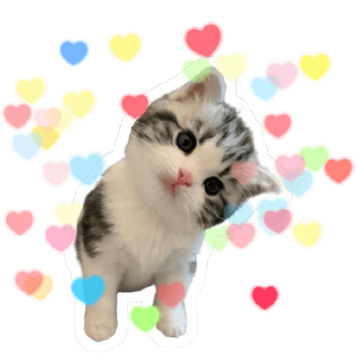 Gatinhos 🧡little cats 💛gatitos