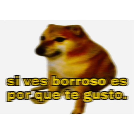 🤙Perros sin contexto 18