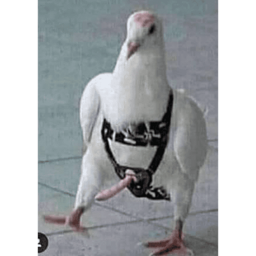 Vida eu te amo 4