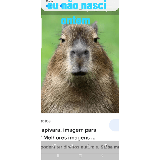 Capivara