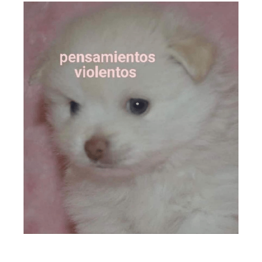 Animales random 23