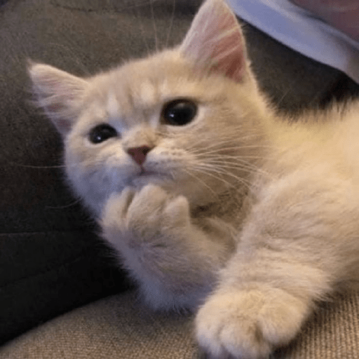 Animales random 22