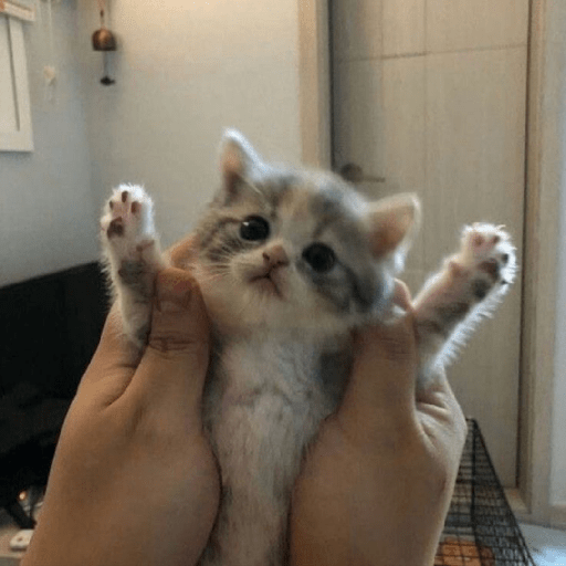 Animales random 21