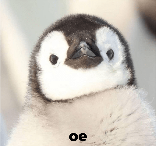 Animales random 16
