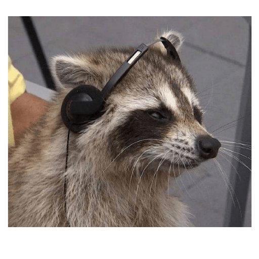 Animales random 15