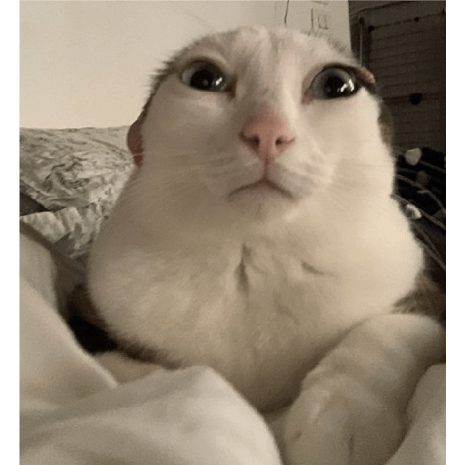 Animales random 3