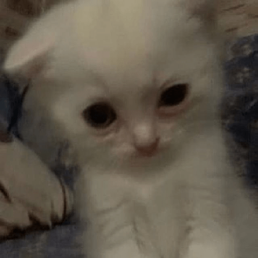 Animales random 26