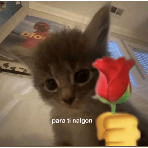 Animales random 25