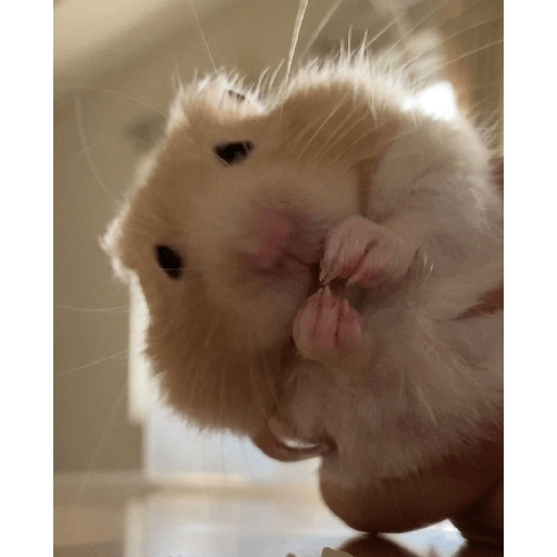 Animales random 11