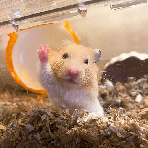 Animales random 10