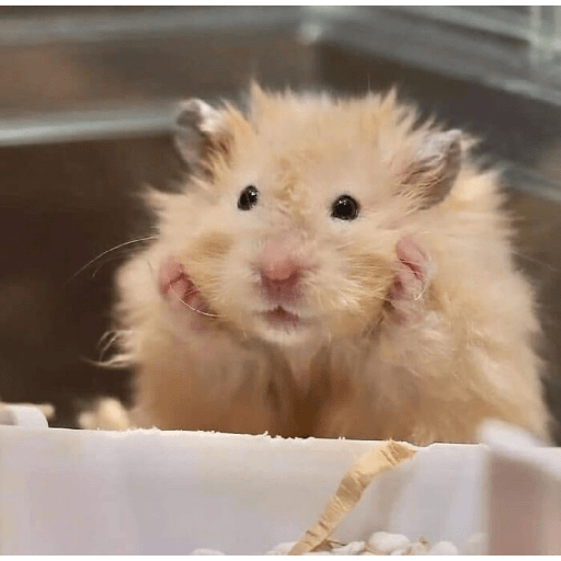 Animales random 9