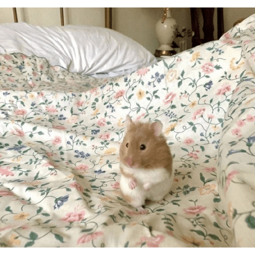Animales random 8