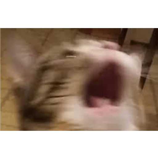 Animales random 4