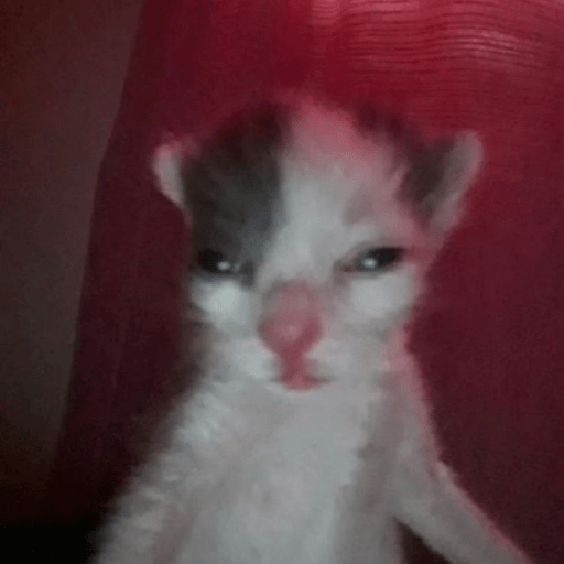 Animales random 12