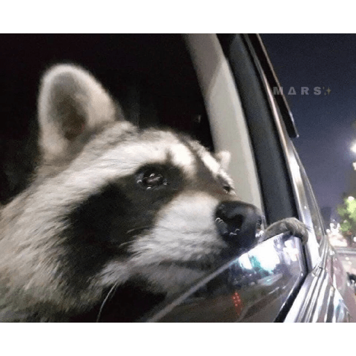 Animales random 13
