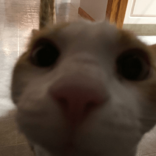 Animales random 14