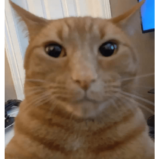 Animales random 5