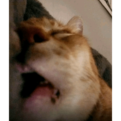 Meme reaction tiktok (3)  10